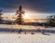 Snowstorm