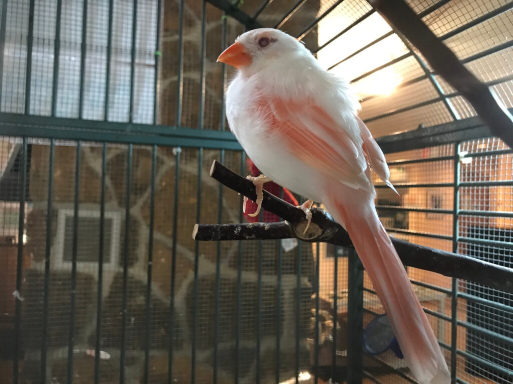 Animal