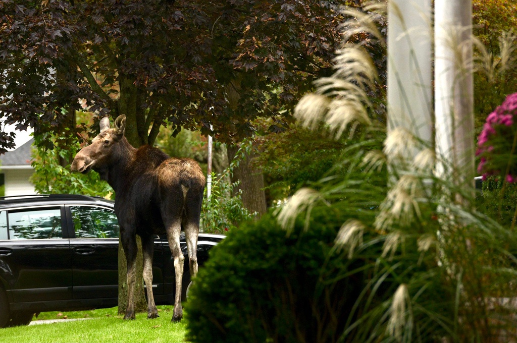 Moose