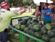 Weather, Watermelon