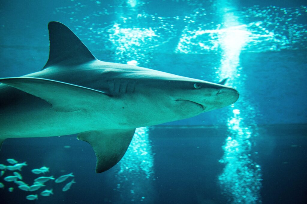 Shark