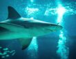 Shark