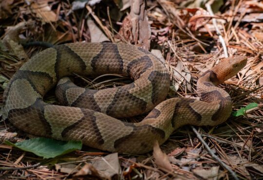 Snake
