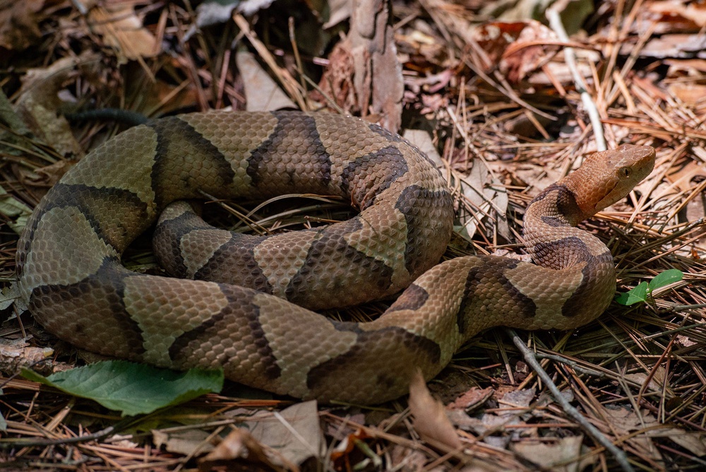Snake