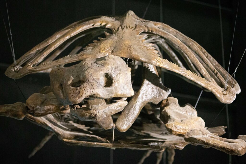 Dinosaur