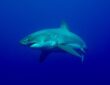 Shark