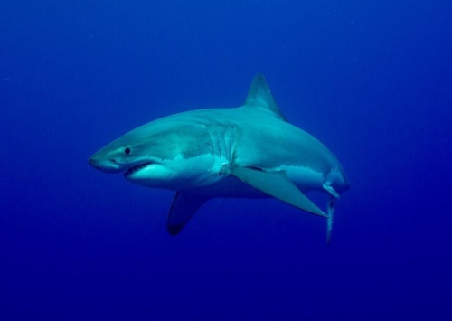 Shark