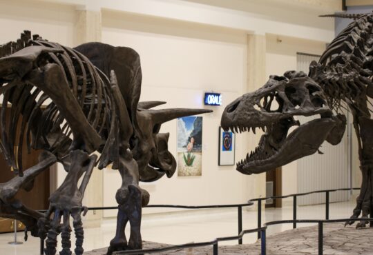 Dinosaur