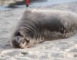 Seal