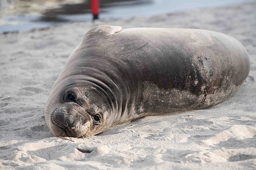 Seal