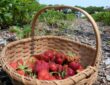 Strawberries