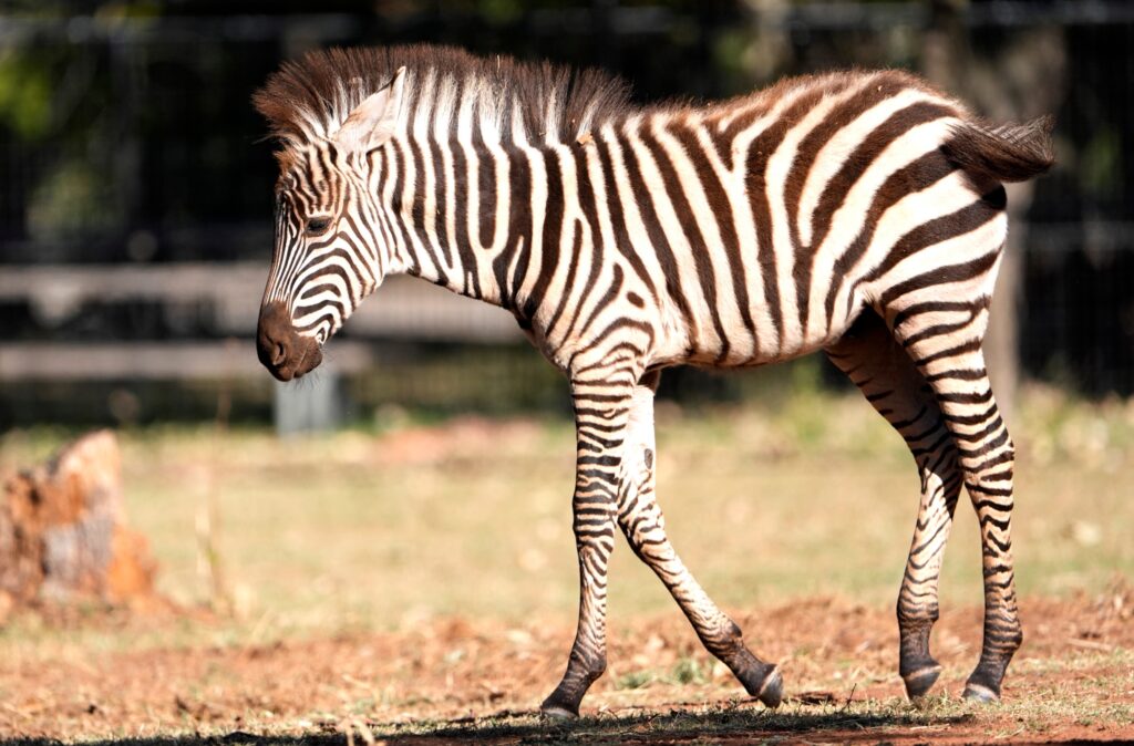 Zebra