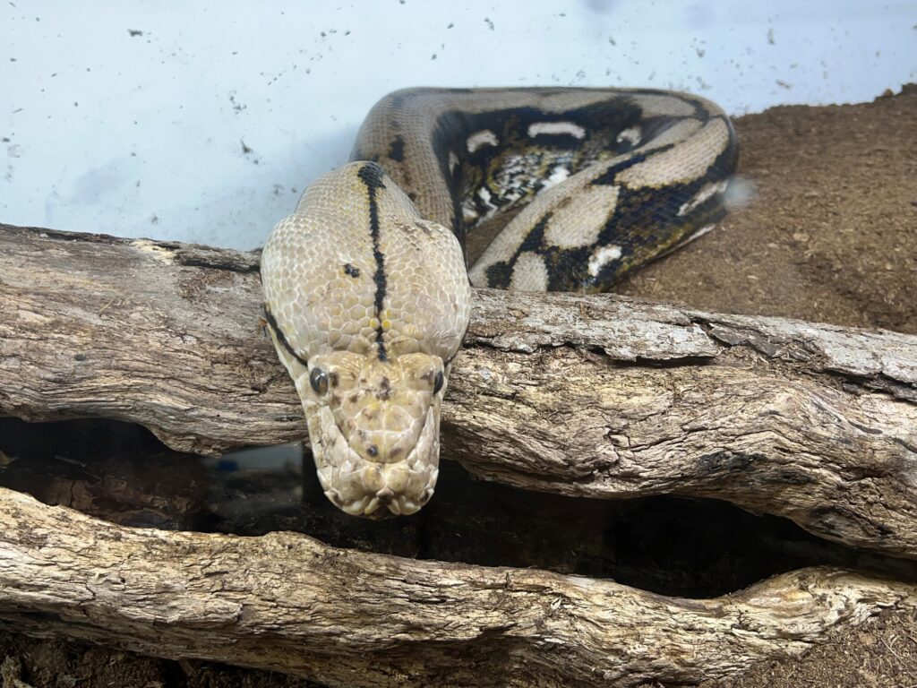 Snake