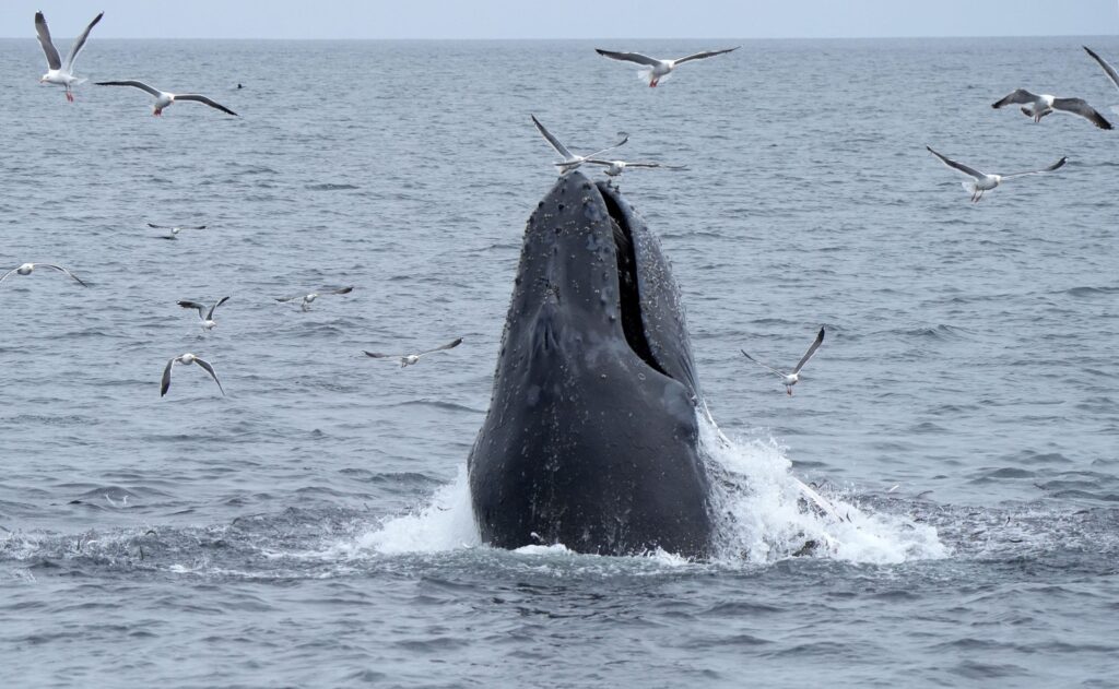 Whale