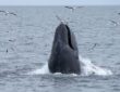 Whale