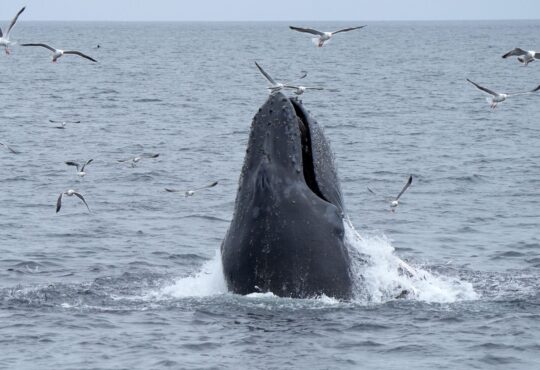 Whale