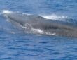 Whale