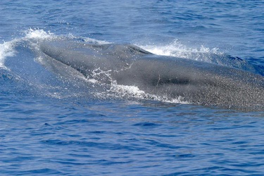 Whale