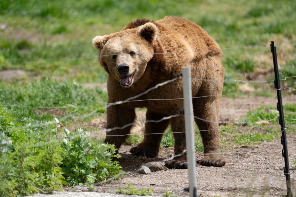 Bear