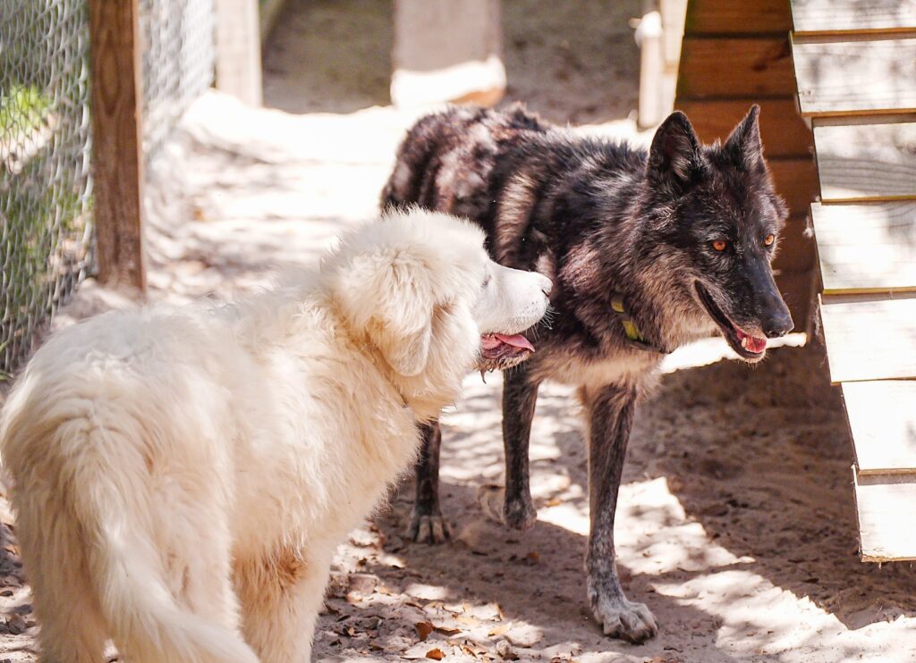 Dog, Wolf