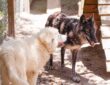 Dog, Wolf