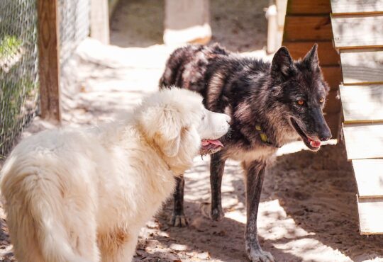 Dog, Wolf