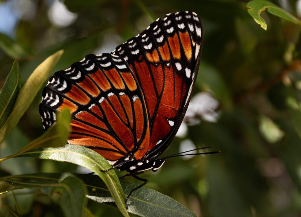 Butterfly