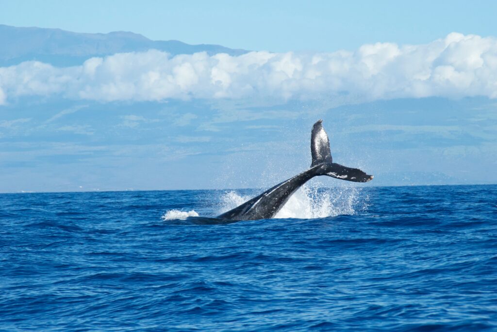 Whale
