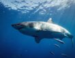 Shark