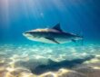 Shark