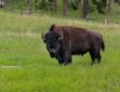 Bison