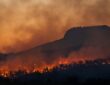 Wildfire
