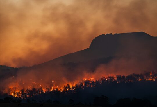 Wildfire