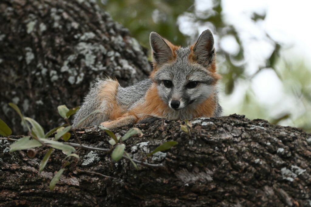 Fox