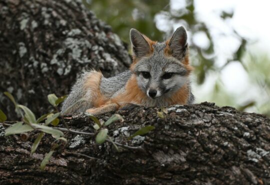 Fox