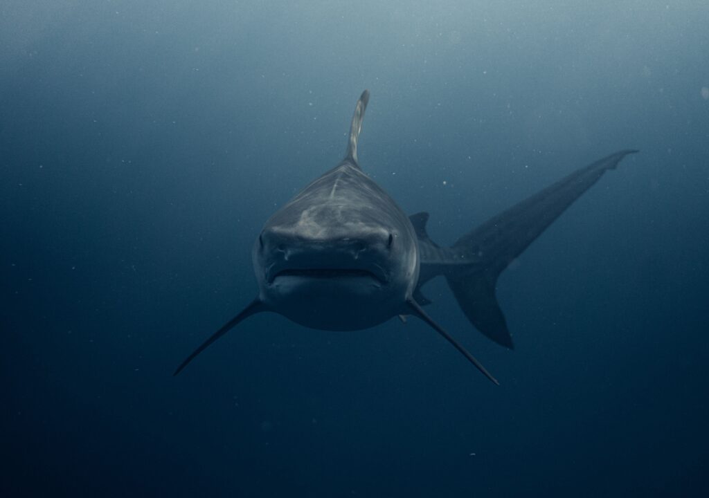 Shark
