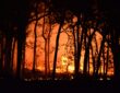 Wildfire