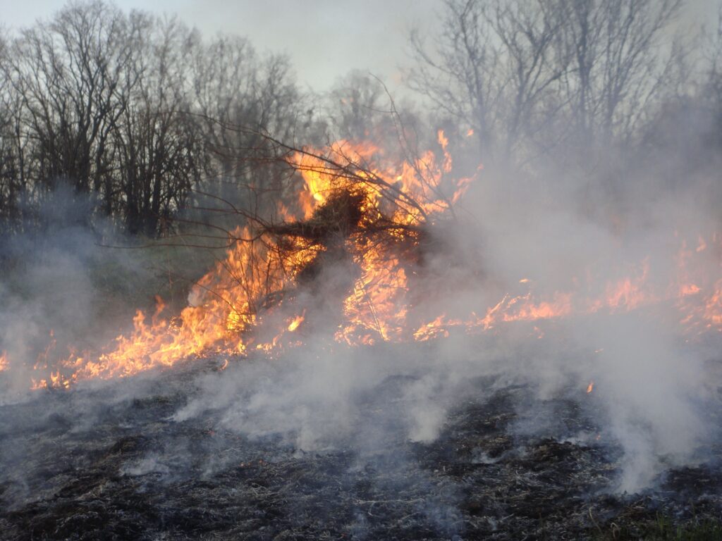 Wildfire