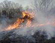 Wildfire
