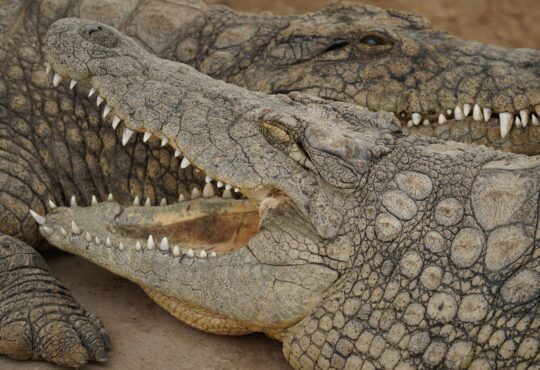 Crocodiles