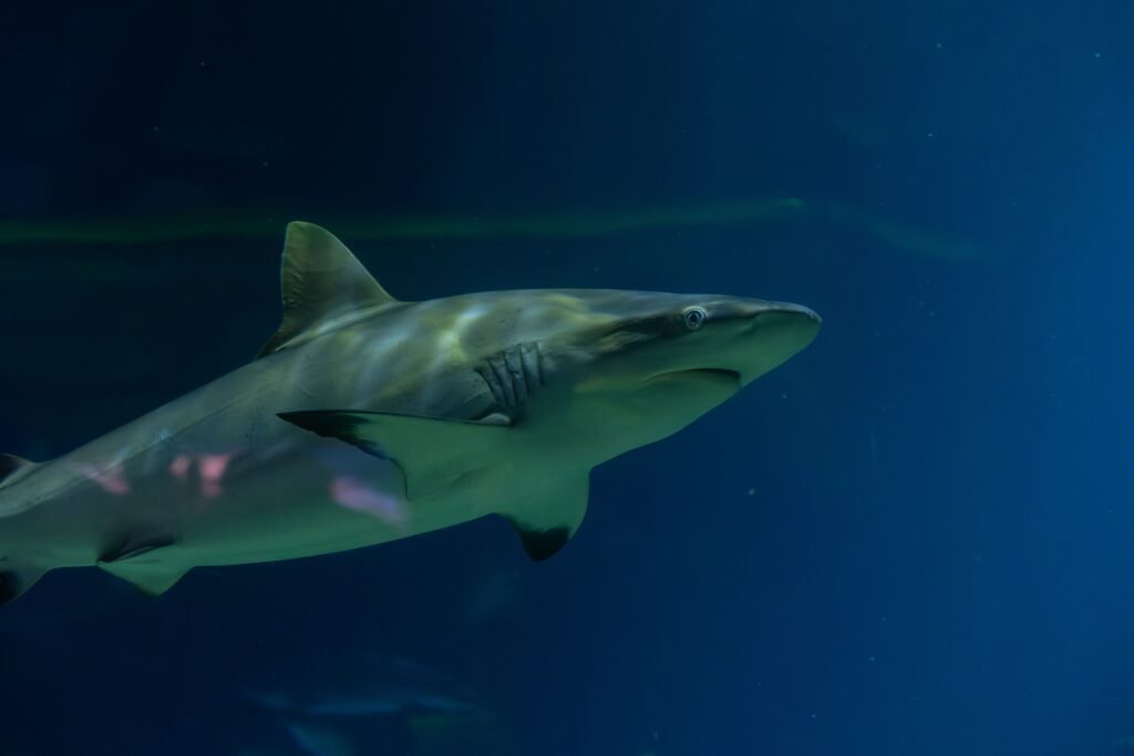 Shark