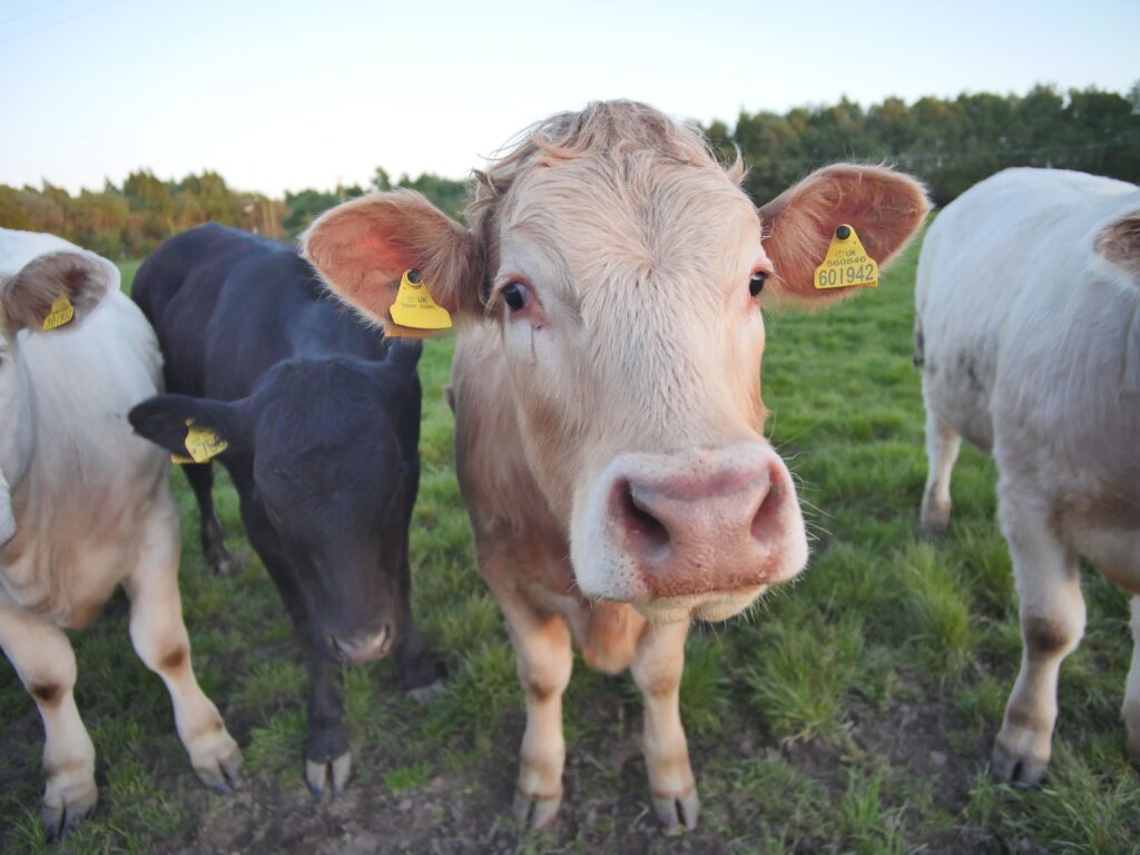 Cattle