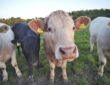 Cattle
