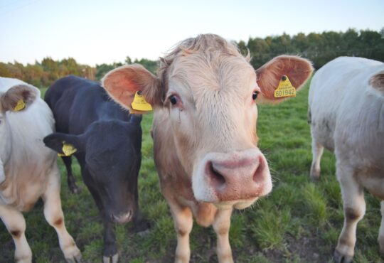 Cattle