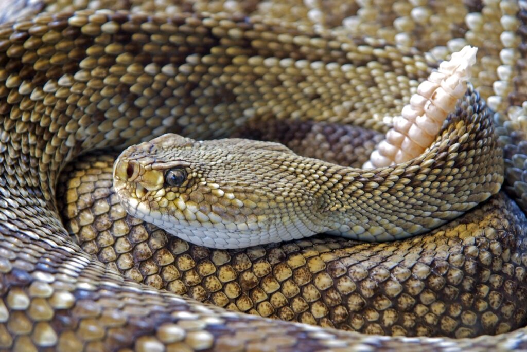 Snake