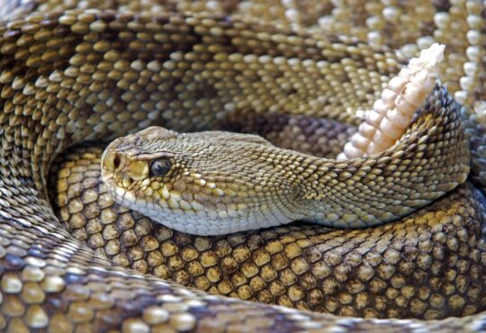 Snake