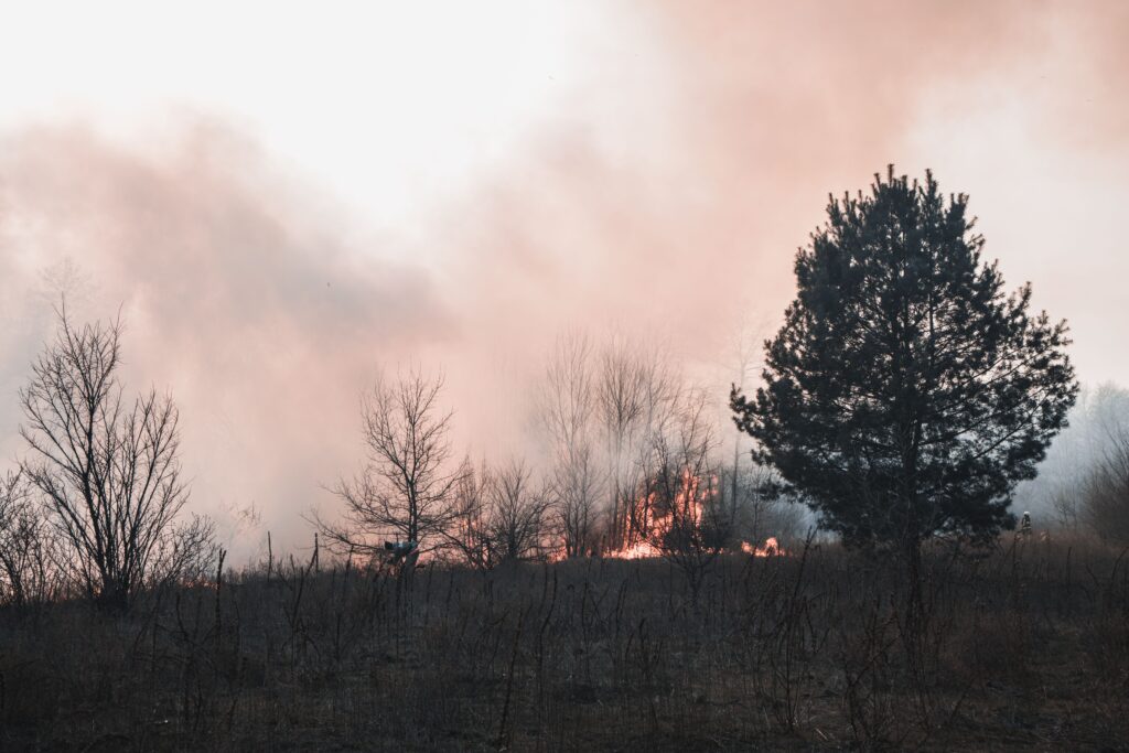 Wildfire