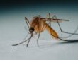 Mosquito
