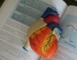 Heart, Medical, Health
