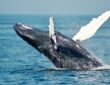Whale